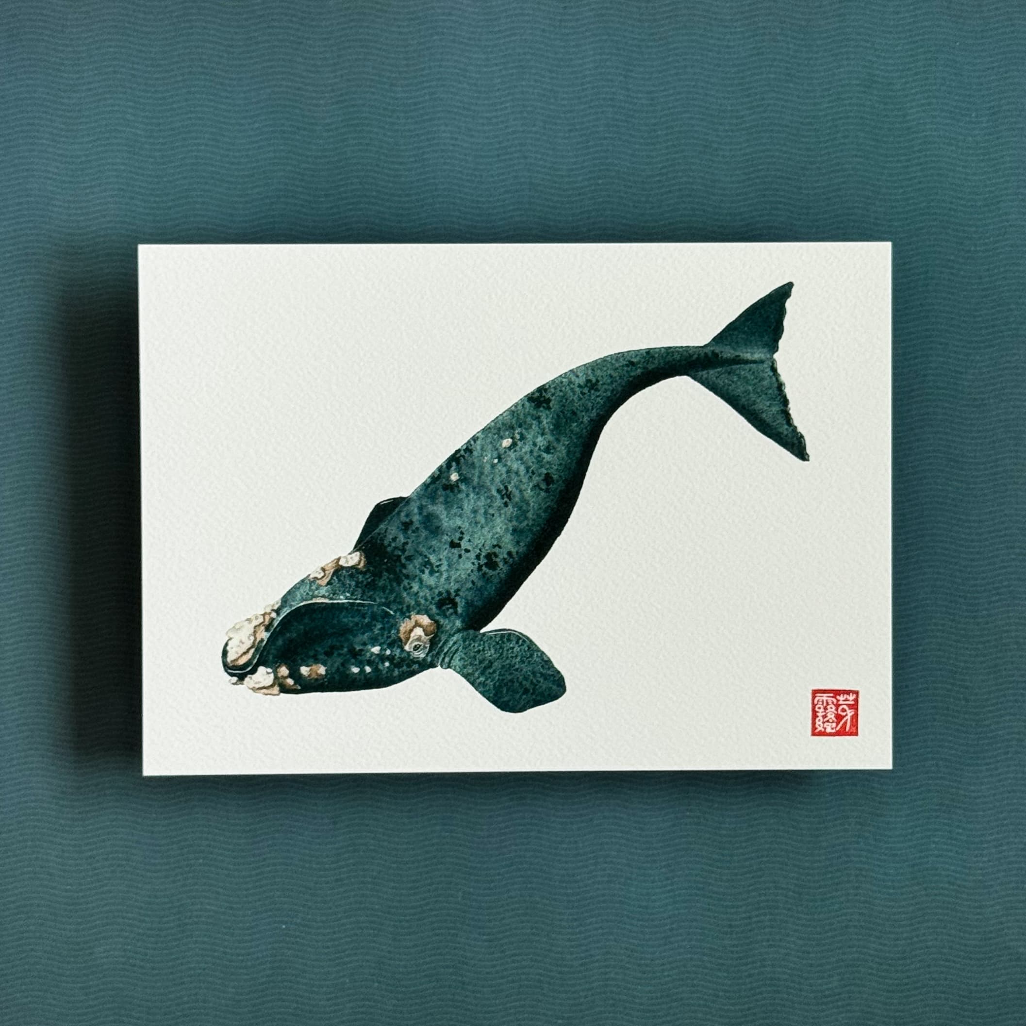 La Baleine australe - Reproduction Fine Art