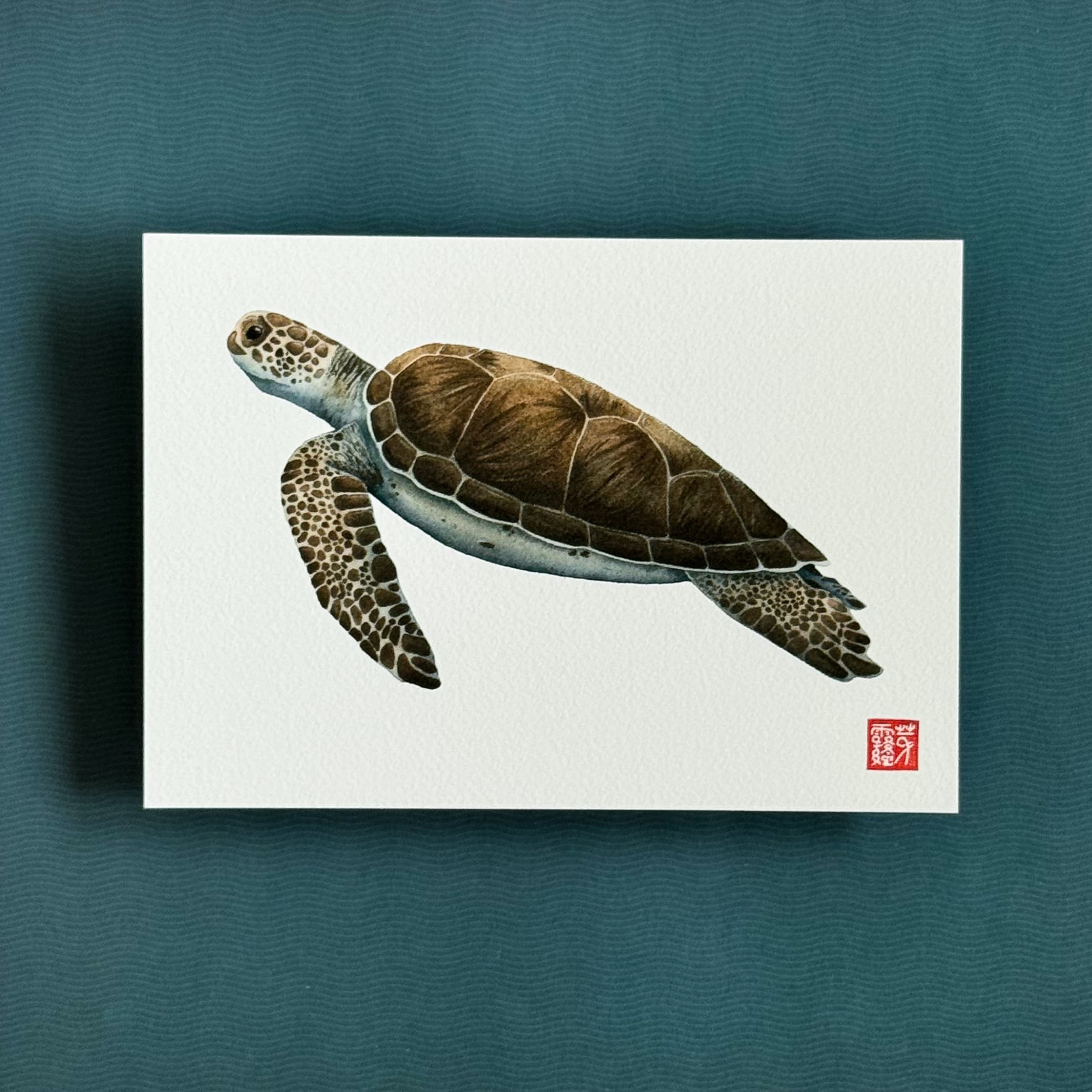 La Tortue verte (Green Sea Turtle) — Fine Art Print — photo 2