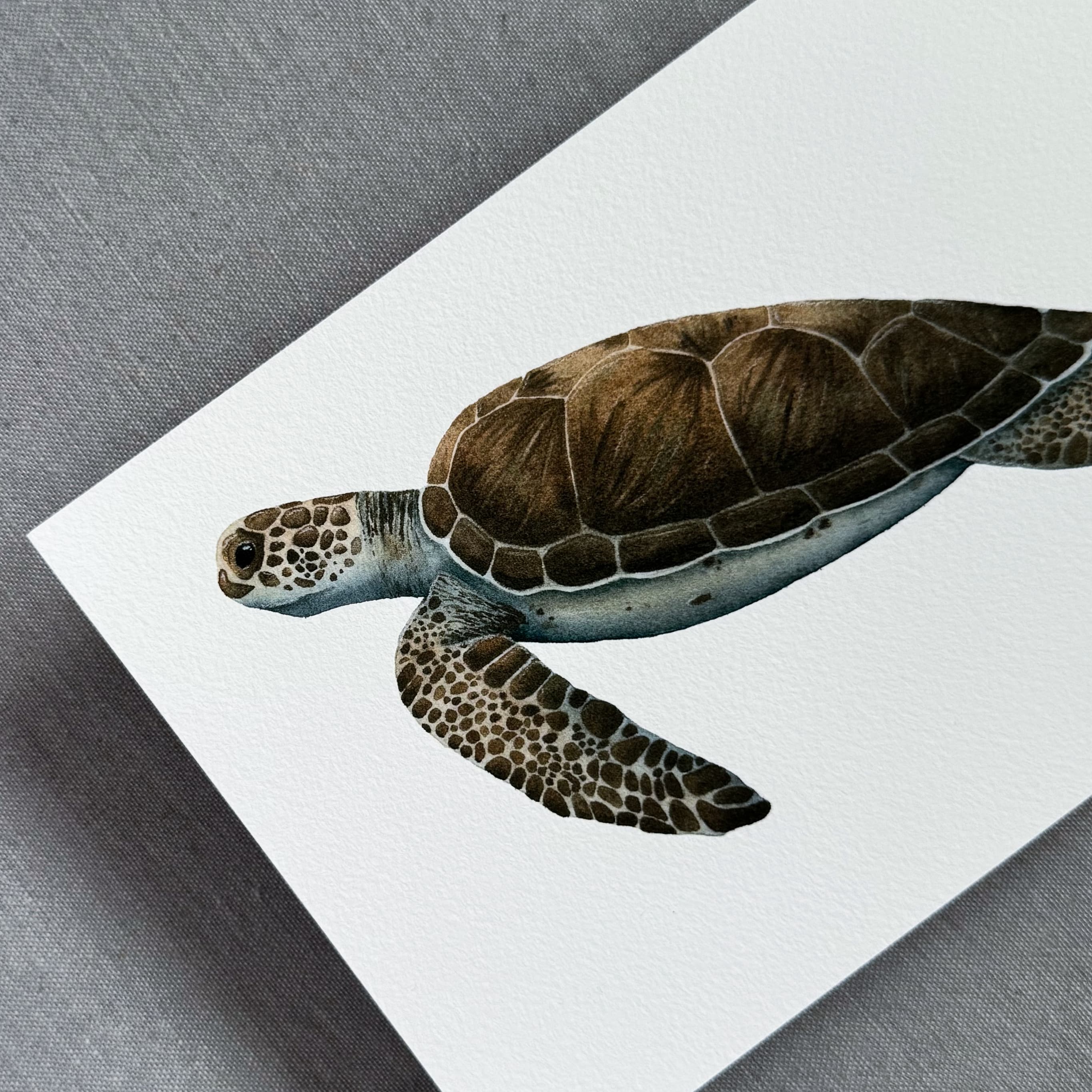La Tortue verte (Green Sea Turtle) — Fine Art Print — photo 3