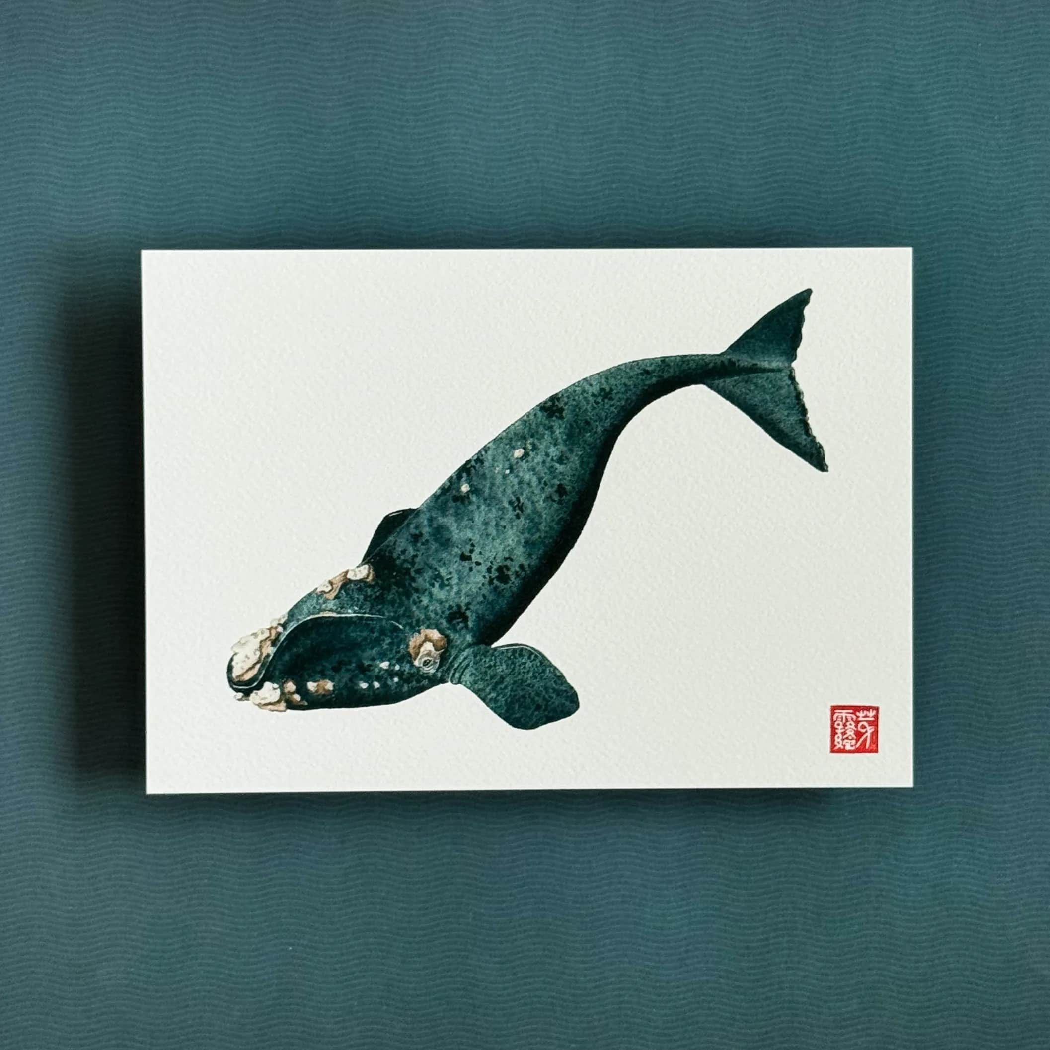 La Baleine australe, Foto 1