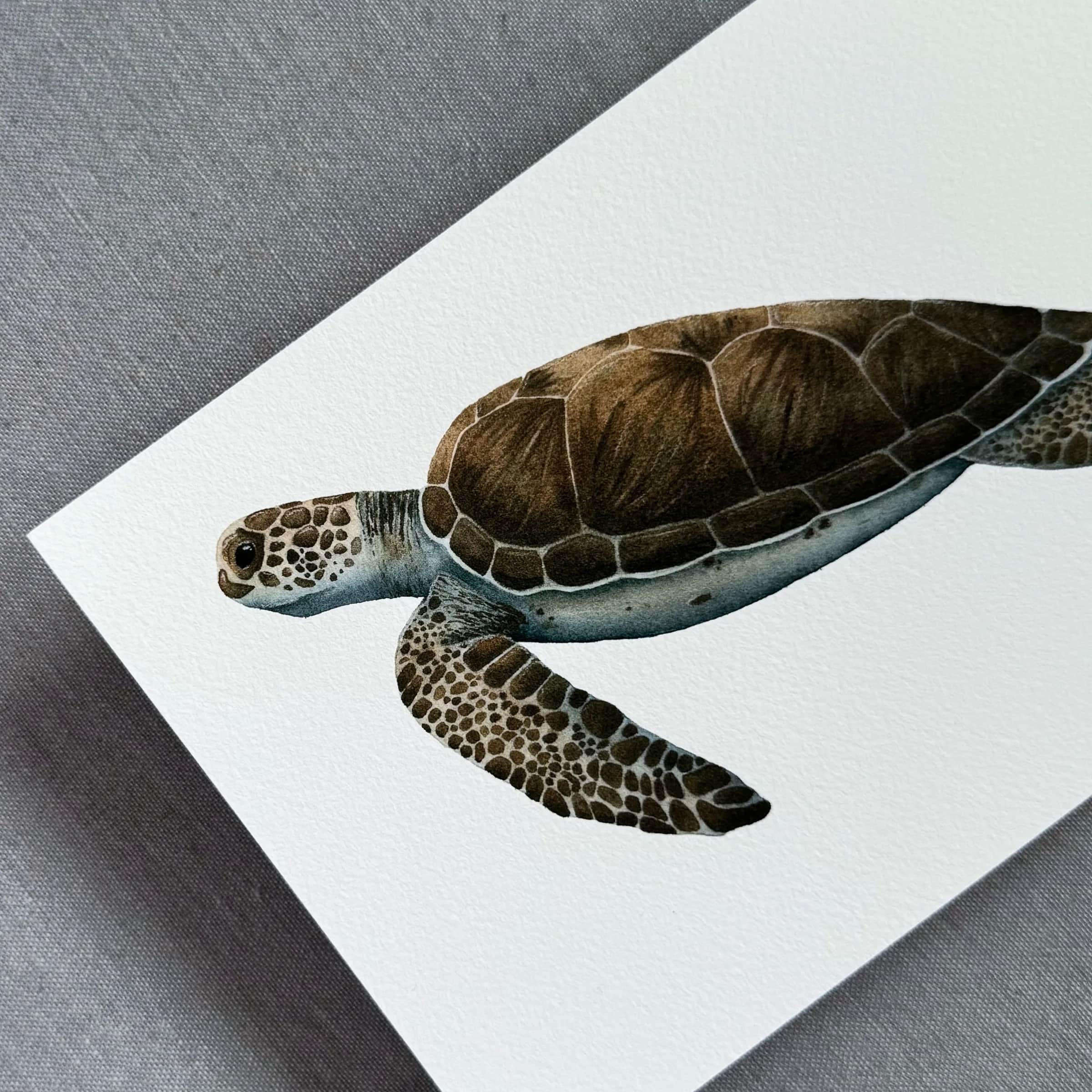 La Tortue verte, foto 3