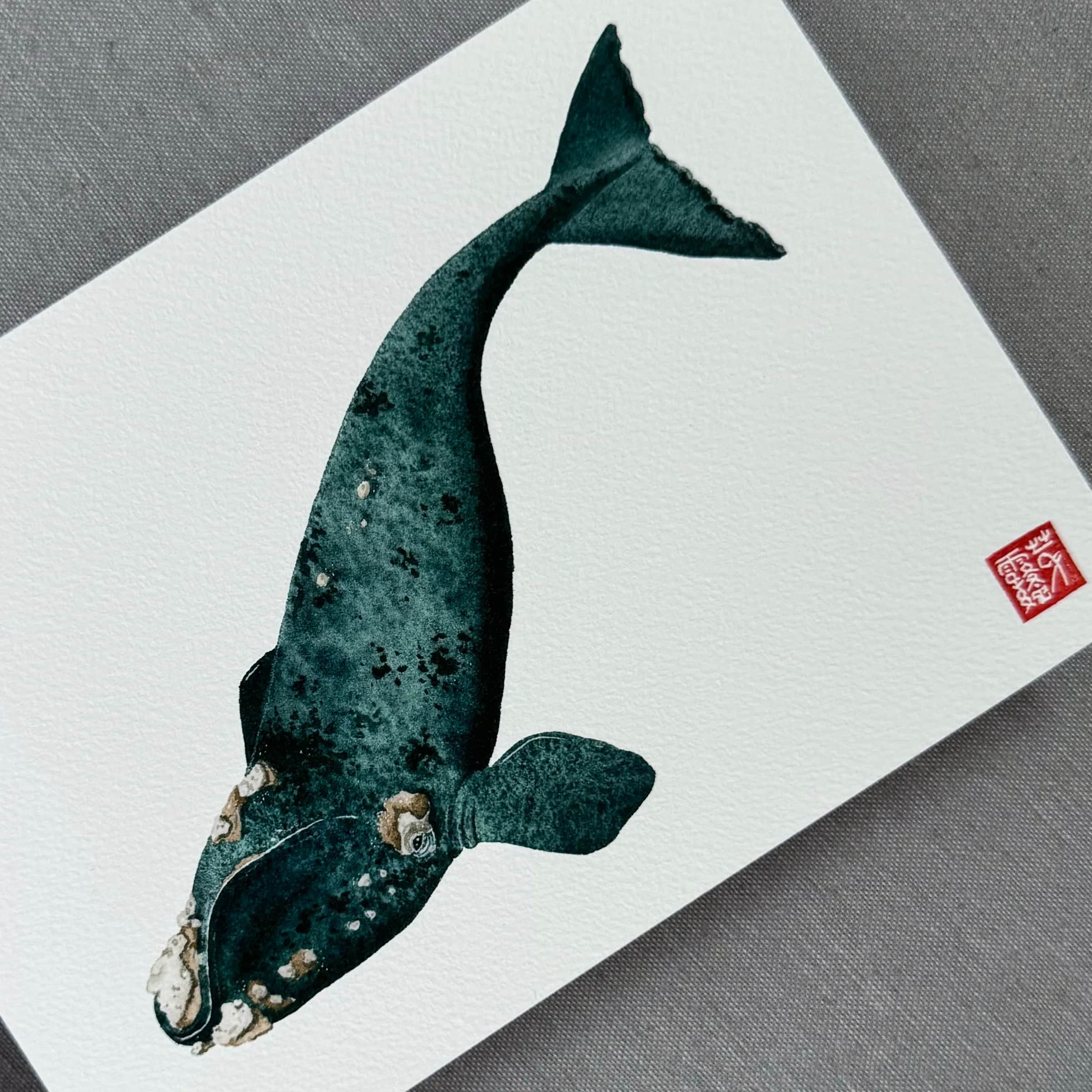 La Baleine australe, Foto 3
